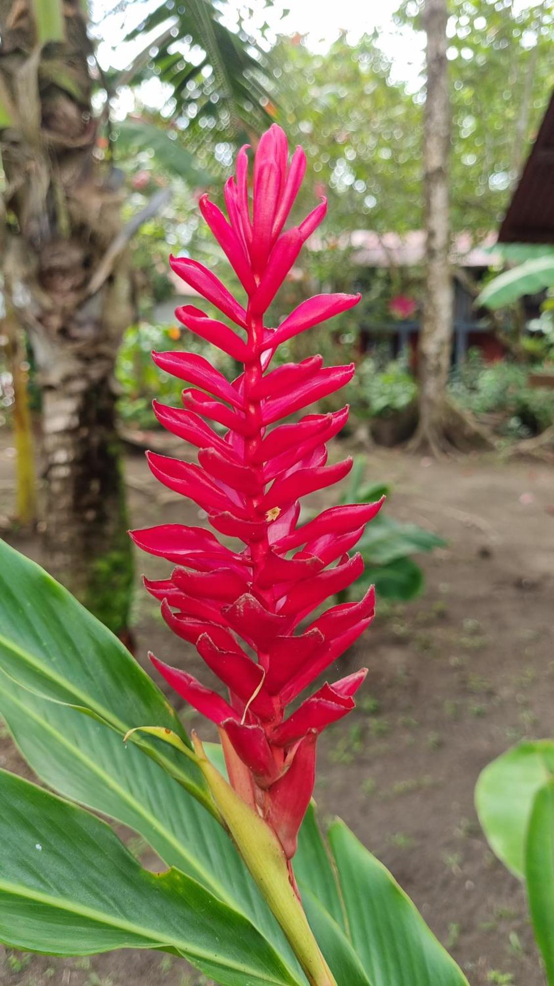 Gecko De Tortuguero Bed & Breakfast Exterior photo