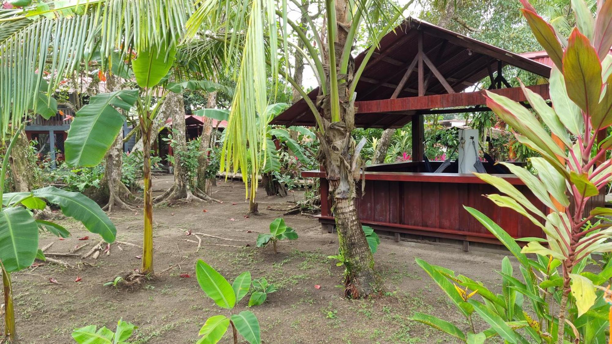 Gecko De Tortuguero Bed & Breakfast Exterior photo