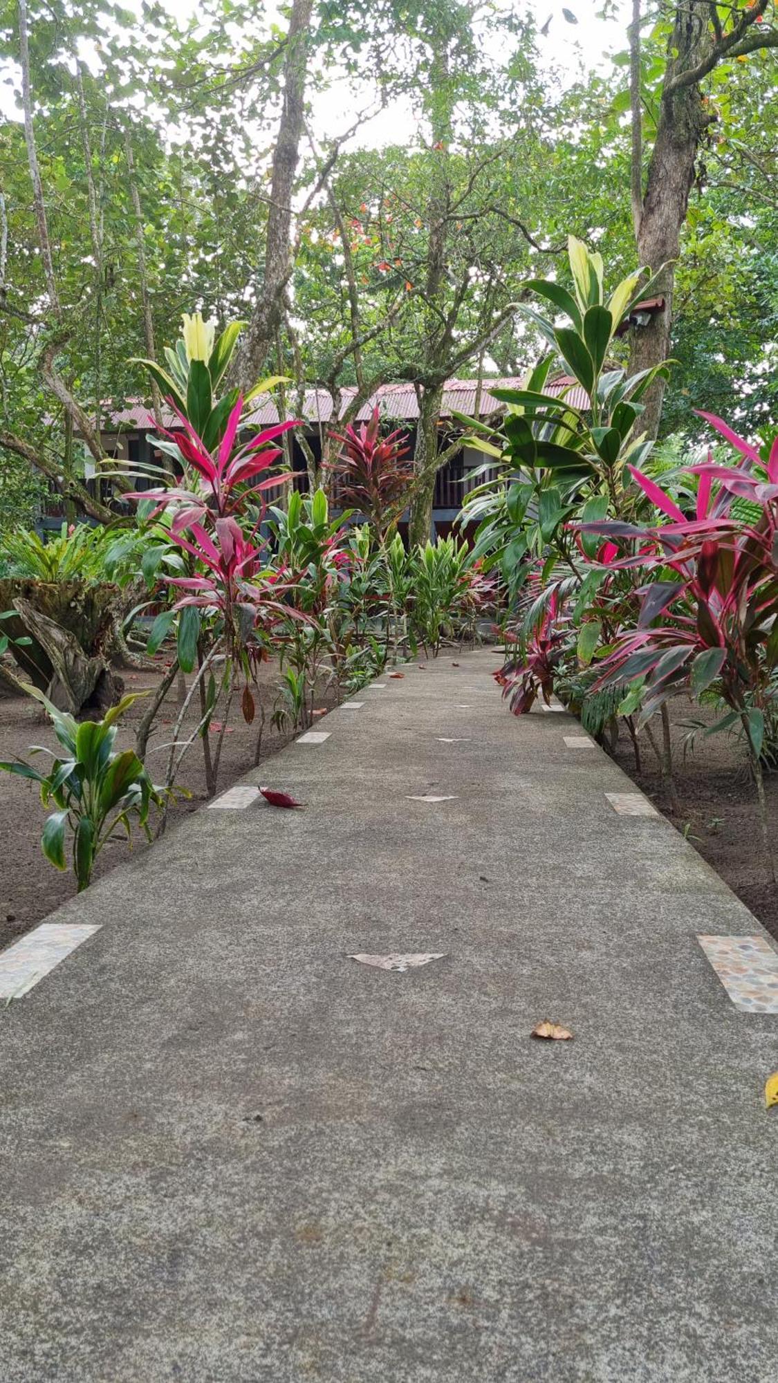 Gecko De Tortuguero Bed & Breakfast Exterior photo