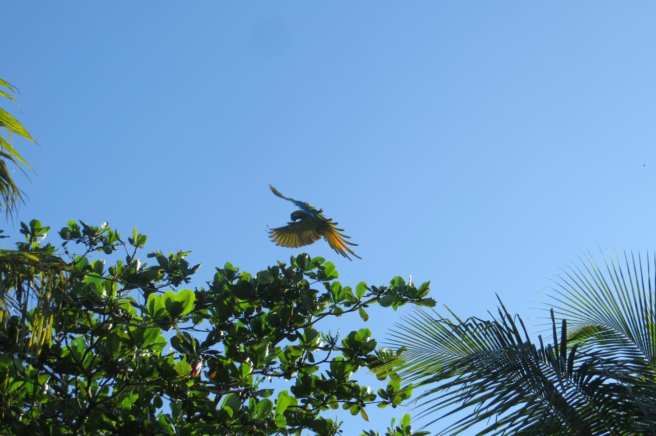 Gecko De Tortuguero Bed & Breakfast Exterior photo