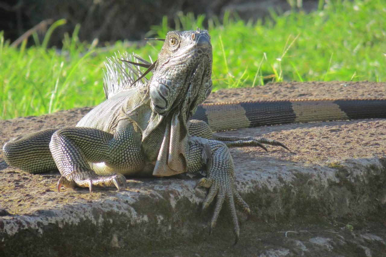 Gecko De Tortuguero Bed & Breakfast Exterior photo