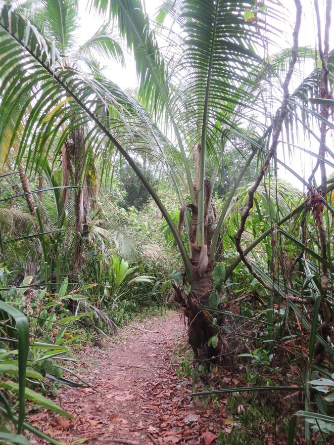 Gecko De Tortuguero Bed & Breakfast Exterior photo