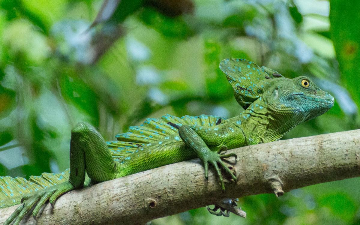 Gecko De Tortuguero Bed & Breakfast Exterior photo