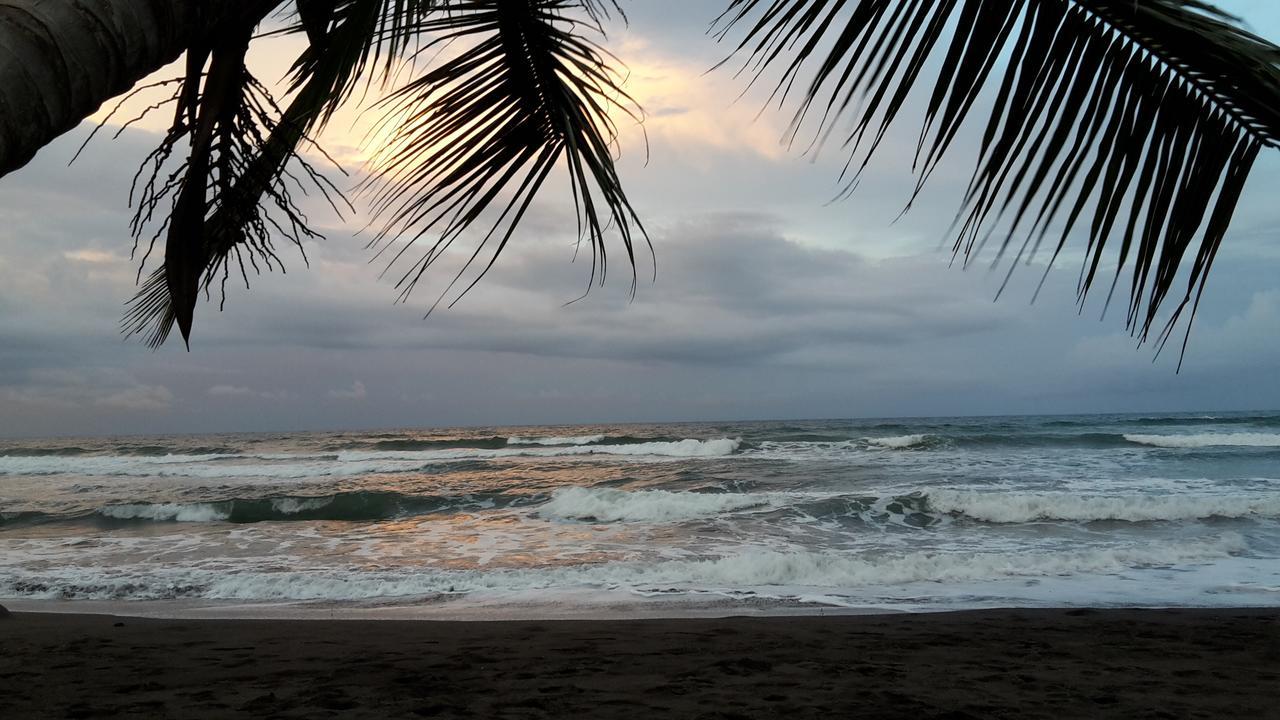 Gecko De Tortuguero Bed & Breakfast Exterior photo