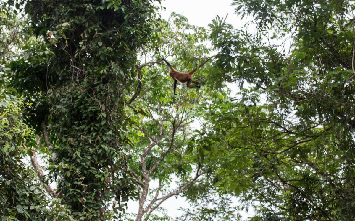 Gecko De Tortuguero Bed & Breakfast Exterior photo