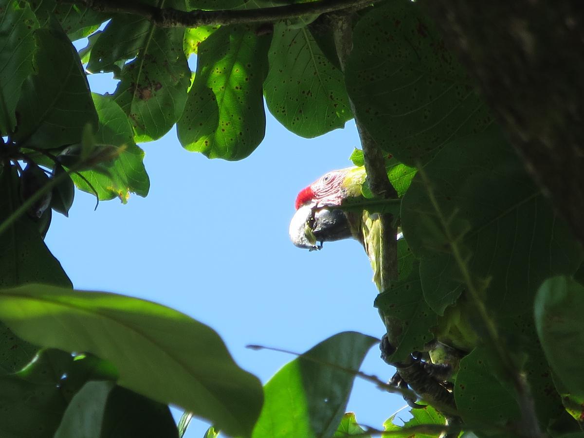 Gecko De Tortuguero Bed & Breakfast Exterior photo